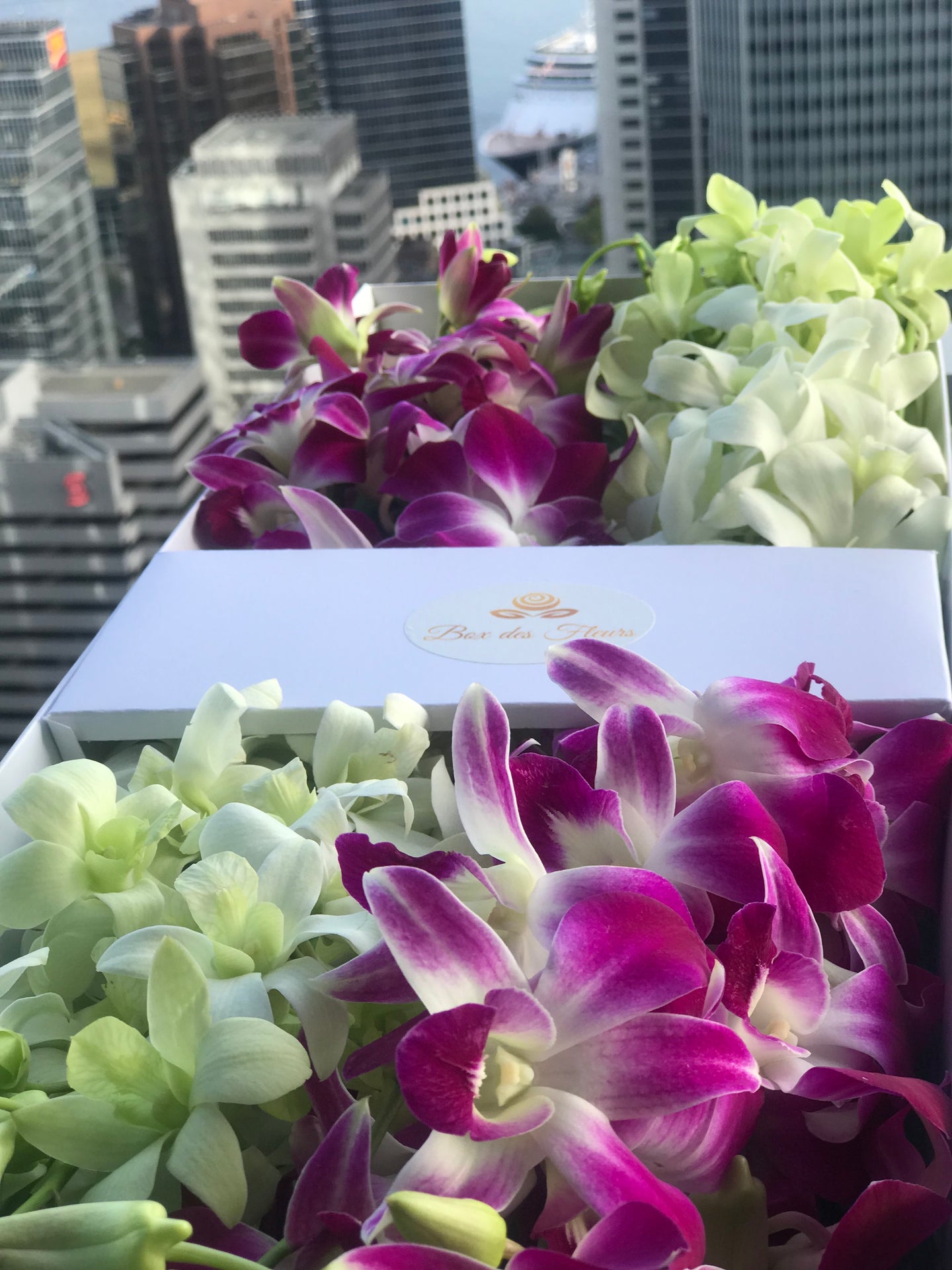 Close-up image of a pink and white orchid plant with multiple stems and lush green leaves in a marble box from Vancouver's Box Des Fleurs. The petals of the orchid are delicate and curved, with white centers and pink stripes. An elegant and stunning addition to any home or office.