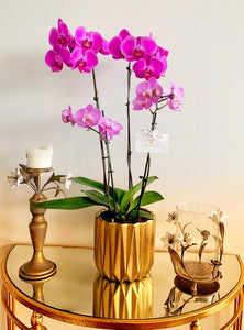 A close-up image of a flower arrangement featuring four orchid plants in a white ceramic pot. The orchids are in full bloom, displaying their vibrant pink petals. The green leaves and roots of the orchids are also visible in the pot, adding to the natural aesthetic of the arrangement. The simple yet elegant design makes it a perfect addition to any indoor space.