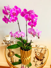 A close-up image of a flower arrangement featuring four orchid plants in a white ceramic pot. The orchids are in full bloom, displaying their vibrant pink petals. The green leaves and roots of the orchids are also visible in the pot, adding to the natural aesthetic of the arrangement. The simple yet elegant design makes it a perfect addition to any indoor space.