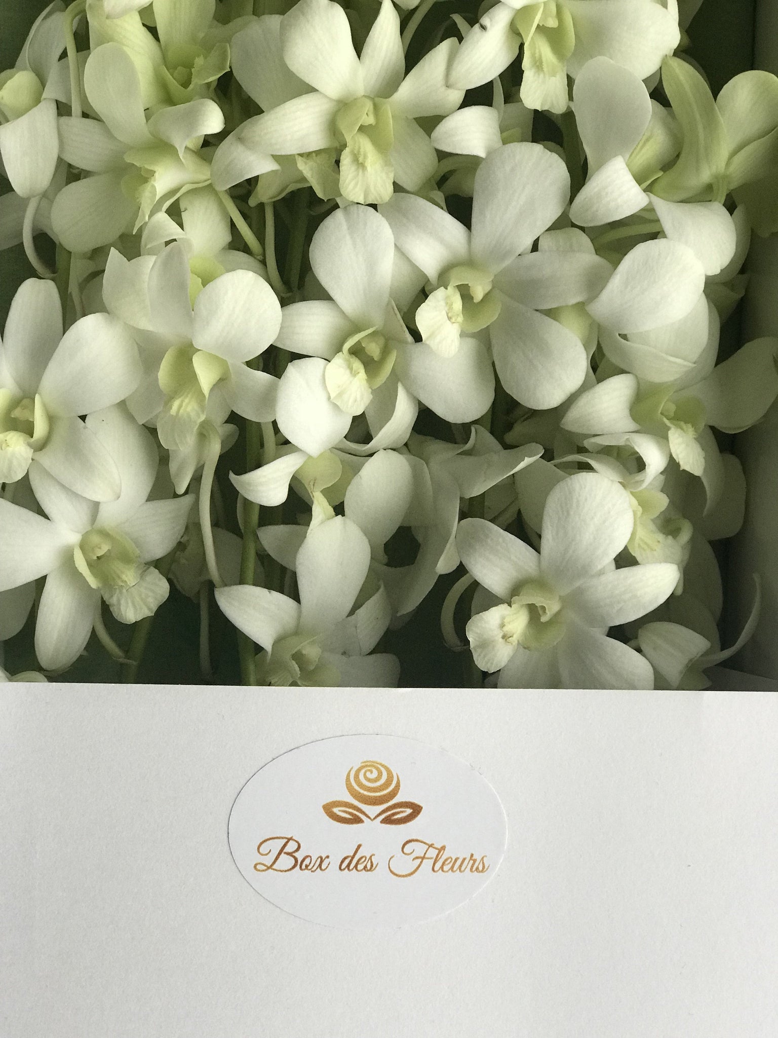 Easter Cymbidium Flower Box