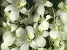A close-up image of a white orchid plant with multiple stems and lush green leaves in a white marble box from Vancouver's Box Des Fleurs. The elegant and minimalist design makes it a perfect gift for occasions such as baby showers, Mother's Day, and Easter. Order now for fresh, handcrafted flowers from Vancouver's premier florist.