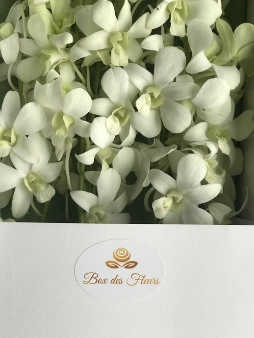 A close-up image of a white orchid plant with multiple stems and lush green leaves in a white marble box from Vancouver's Box Des Fleurs. The elegant and minimalist design makes it a perfect gift for occasions such as baby showers, Mother's Day, and Easter. Order now for fresh, handcrafted flowers from Vancouver's premier florist.