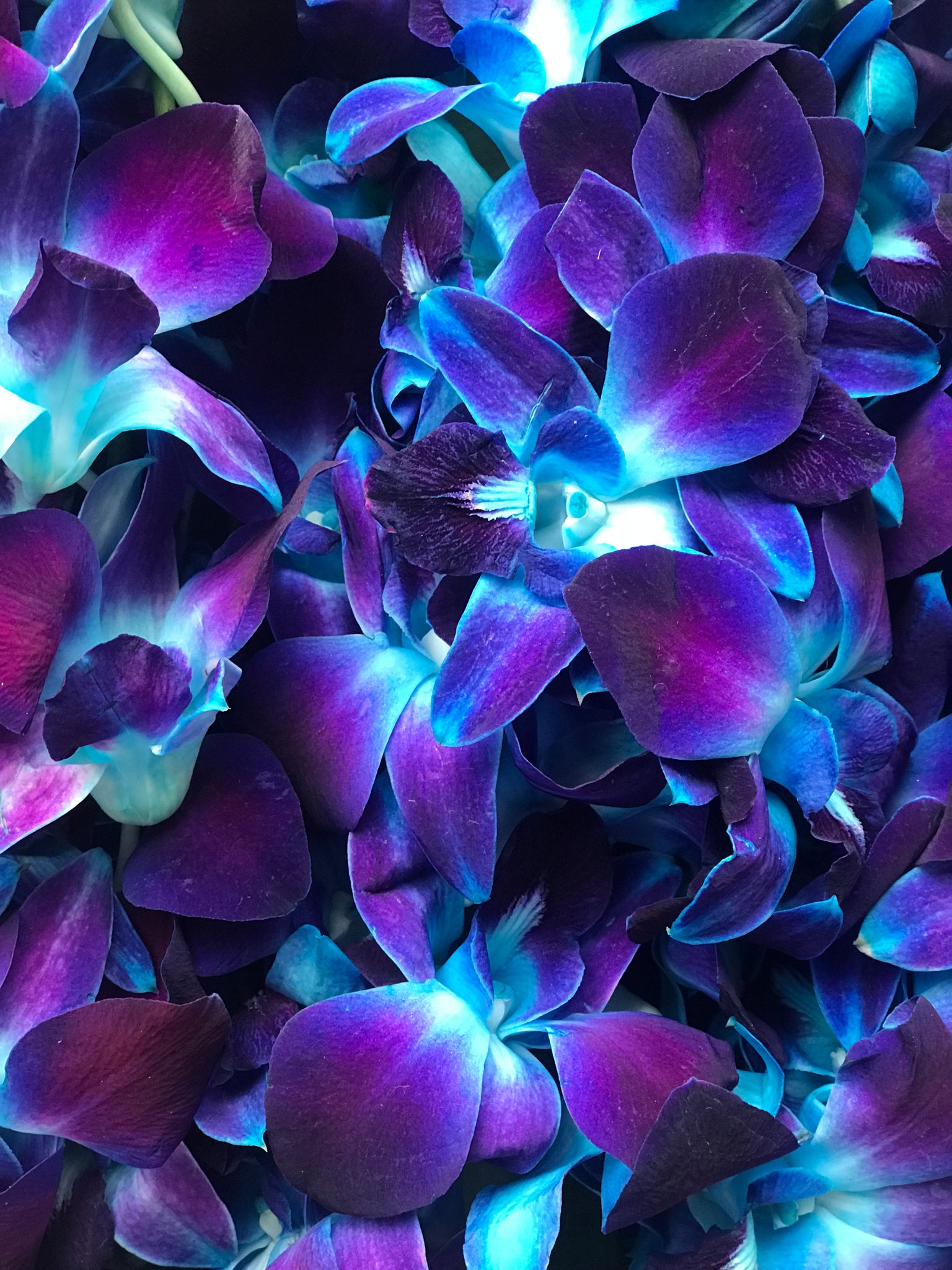 Blue hotsell purple orchid